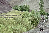 Ladakh - Valley of the Alchi village 